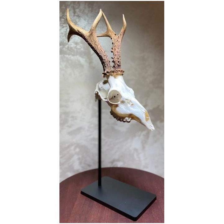 Piédestal trophée chevreuil en acier