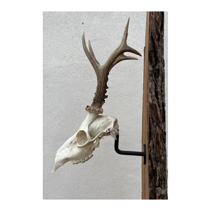 Support crâne chevreuil acier