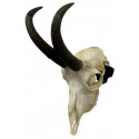 Support crâne chamois acier