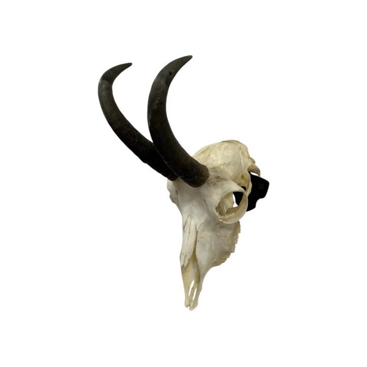 Support crâne chamois acier