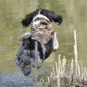 Gilet Canihunt dog - Flottaison néopro V2 - camo