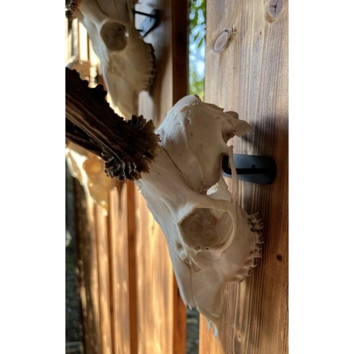 Support mural massacre chamois / brocard acier