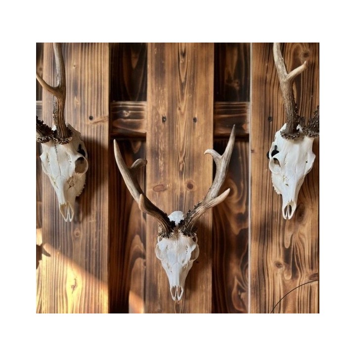 Support mural massacre chamois / brocard acier