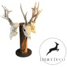 Support trophée piédestal en noyer pour 3 brocards/chamois