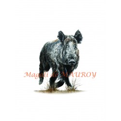 Magali de Mauroy Reproductions numérotées - Sanglier