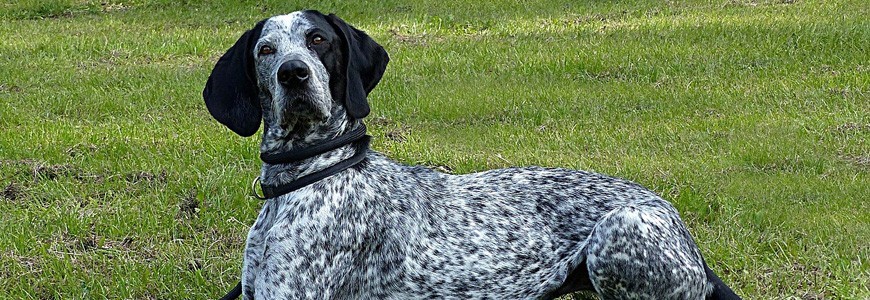 Equipements, accessoires chien de chasse | Armurerie Steflo