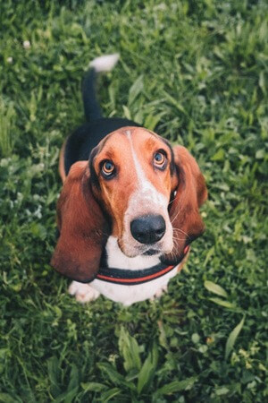 beagle chien de chasse