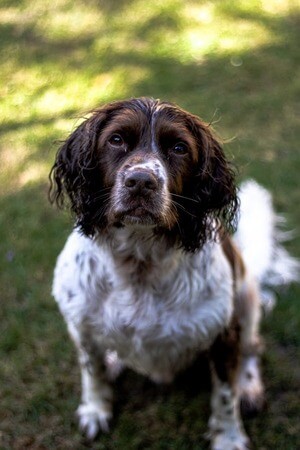 springer chien de chasse