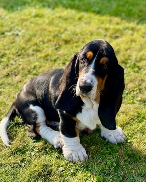 Basset hound chien de chasse