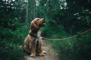 Cocker spaniel chien de chasse