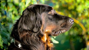 Setter gordon chien de chasse