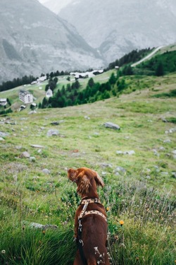 Setter irlandais chien de chasse