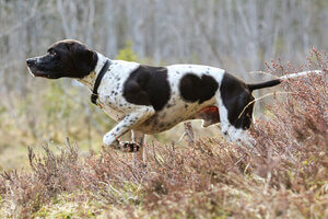 pointer anglais chien de chasse