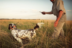 dressage et repérage chien de chasse avec collier garmin