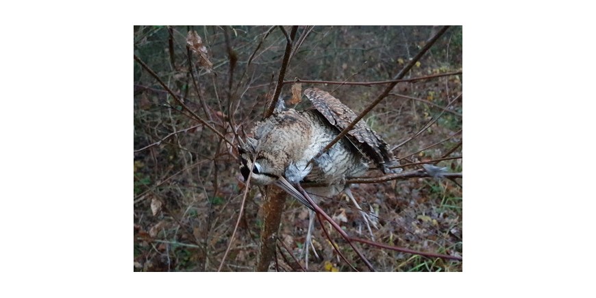 Les Becasses Arrivent Soyez Pret Steflo