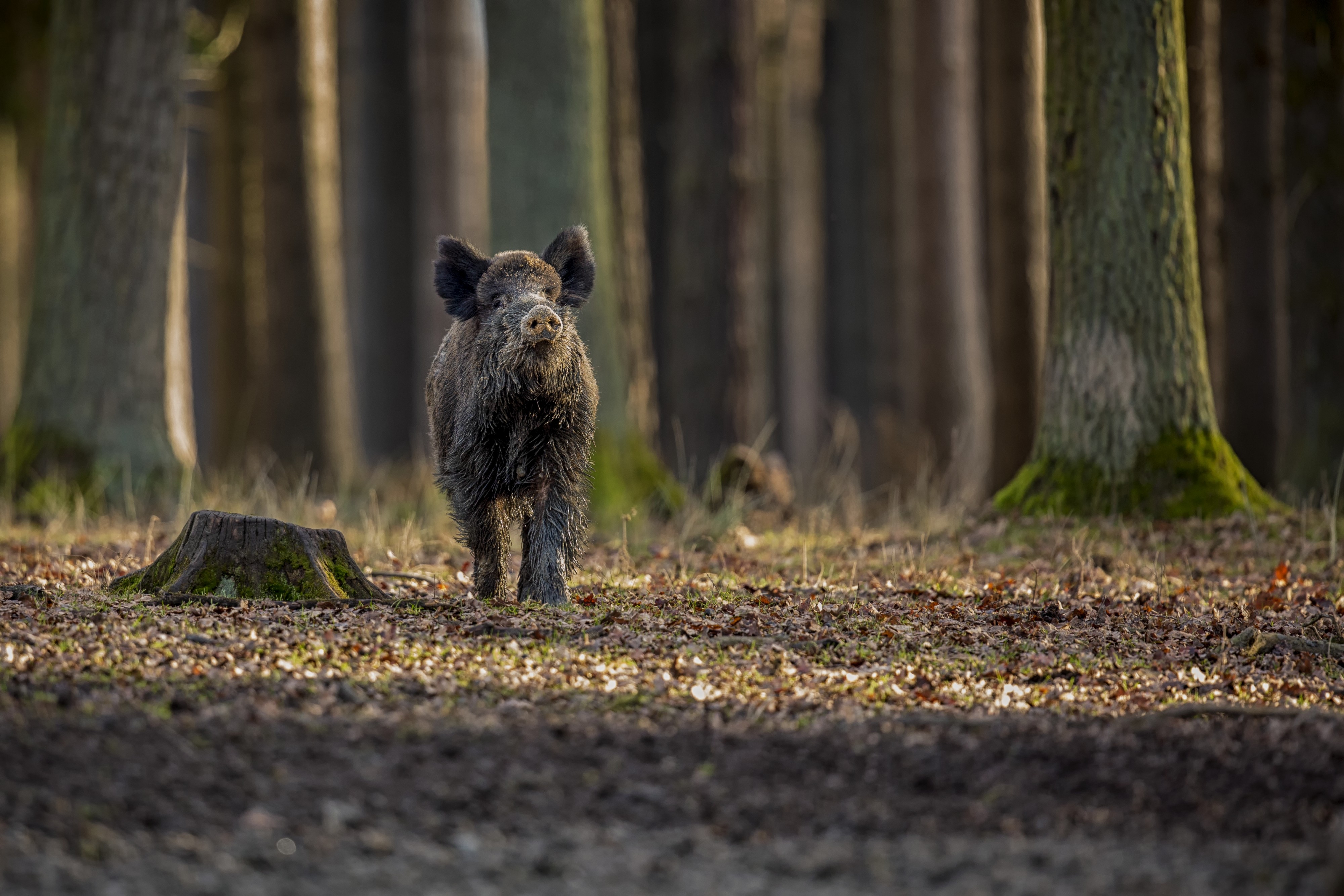 7 Conseils Incontournables pour Réussir Votre Ouverture de la Chasse avec Steflo
