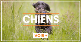 Chiens